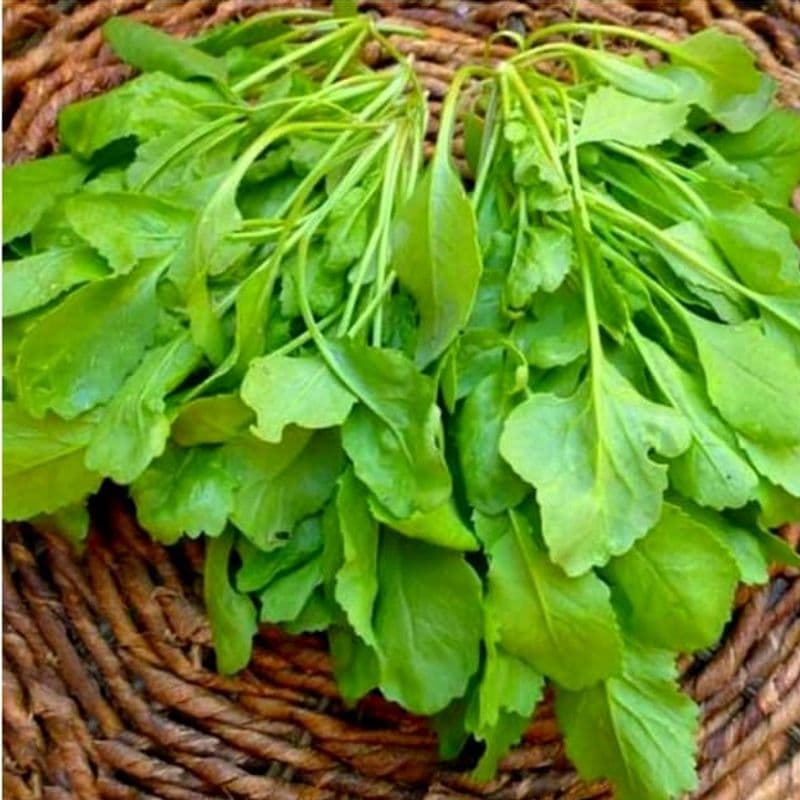 شاهی
