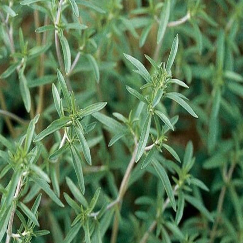 مرزه